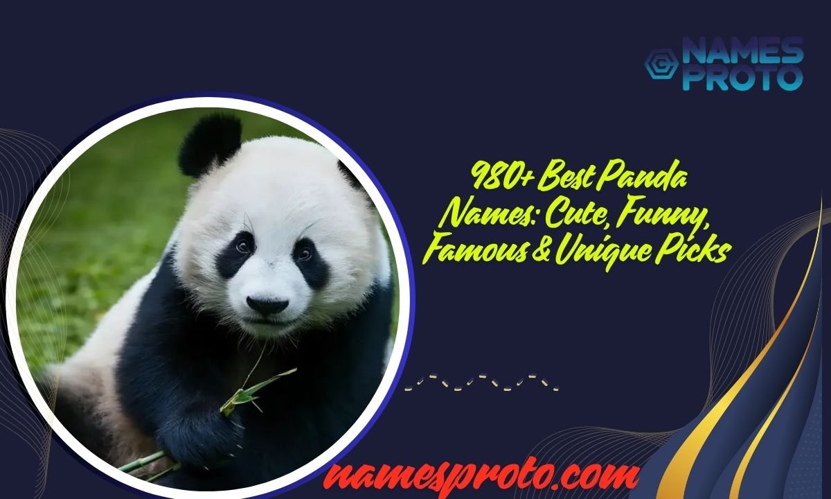 980+ Best Panda Names Cute, Funny, Famous & Unique Picks